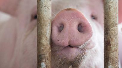 Bild: Marijan Murat/dpa
In Bayern gibt es mehr Schweine als vor einem Jahr. (Archivbild)