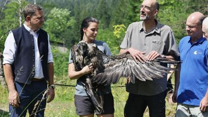 Bild: Michael Koller/LBV/dpa
Bartgeier Zierli wurde zusammen mit Jungtier Alosa zur Auswilderungsnische im Klausbachtal gebracht.
