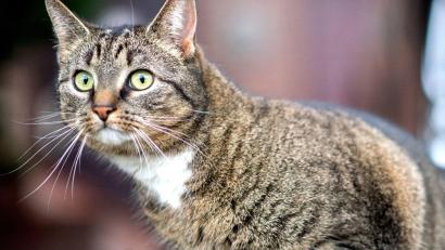Symbolbild: Hauke-Christian Dittrich/dpa/Symbolbild
Eine Katze in Sulzbach-Rosenberg wurde durch einen ausgelegten Giftköder verletzt.