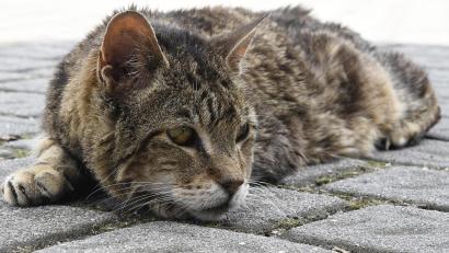 Symbolbild: Petra Hartl
Streunerkatzen gibt es auch im Landkreis Schwandorf. Eine Kastrationspflicht würde die Population eindämmen.