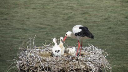 Bild: Robert Dotzauer
Adebar und Mama Storch tun ihr Möglichstes, um den Nachwuchs ausreichend mit Futter und Flüssigkeit zu versorgen.