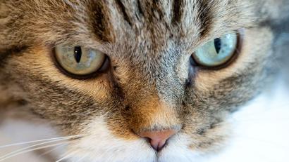 Bild: Sven Hoppe/dpa
23 Katzen wurden an den Tierschutz übergeben. (Symbolbild)