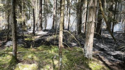 Bild: Peter Nickl
Zwischen Großensees und Tirschenreuth brannte am Freitag ein Waldstück.