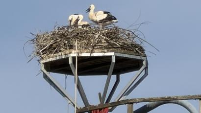 Bild: Elisabeth Dobmayer
Hoch über den Dächern von Vohenstrauß spielt sich auch in diesem Sommer wieder ein kleines Wunder der Natur ab. Im Storchennest sind drei Jungstörche herangewachsen – drei neugierige, hungrige und inzwischen schon erstaunlich stattliche Nachwuchsvögel, die Tag für Tag ein Stück größer werden.