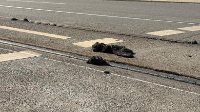 Bild: Irena Güttel/dpa
Durch die Hitze löste sich an vielen Orten die Füllmasse an den Straßenbahnschienen.