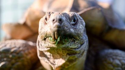 Bild: Vogl Daniel/dpa
Spornschildkröten sind die größten auf dem Festland lebende Landschildkrötenart Afrikas. (Symbolbild)