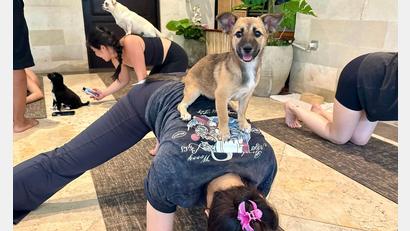 Bild: Carola Frentzen/dpa
Beim Puppy Yoga springen die Welpen gerne auf den Rücken der Teilnehmer.