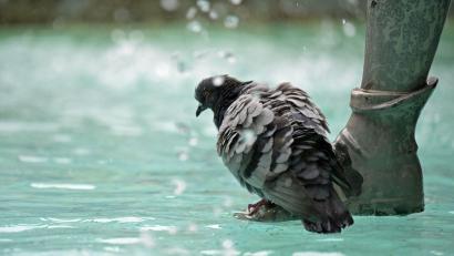 Bild: Malin Wunderlich/dpa
Auch der Fischbrunnen am Marienplatz in der Innenstadt soll abgeschaltet werden. (Archivbild)