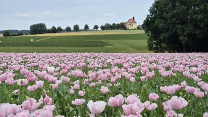 Bild: lue
Ein Meer aus rosa Mohnblüten ist derzeit auf einem Feld unweit von Ernestgrün zu sehen. Der Ernte aus den Samenkapseln wird regional vermarktet.
