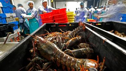 Bild: Robert F. Bukaty/AP/dpa
Hummer und gefrorene Hummererzeugnisse mit Ursprung in den Vereinigten Staaten dürfen künftig zollfrei in die EU importiert werden. (Archivbild)