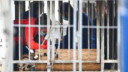 Bild: Heiko Rebsch/dpa
Die Behörden transportierten sechs der acht Tiger ab.