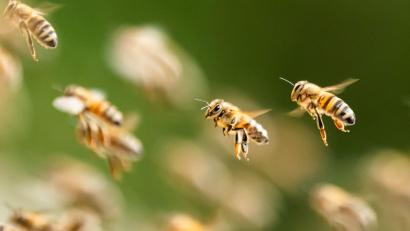 Symbolbild: Silas Stein/dpa
Zahlreiche Bienen belagerten in Kulmbach Müllsäcke, um an den Honig darin zu gelangen.