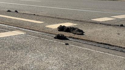 Bild: Irena Güttel/dpa
In der Hitze ist Bitumen weich geworden und klebt wie zähes Kaugummi an Schienen und Rädern der Straßenbahnen (Archivbild)