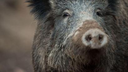 Symbolbild: Lino Mirgeler/dpa
Das etwa zweijährige Wildschwein hatte sich laut Stadt in den vergangenen zwei Wochen nahezu täglich auf dem Friedhof gezeigt.