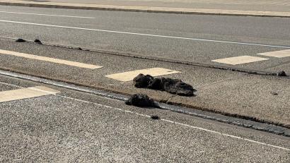 Bild: Irena Güttel/dpa
Wann die Straßenbahnen wieder fahren, ist weiterhin unklar. (Archivbild)