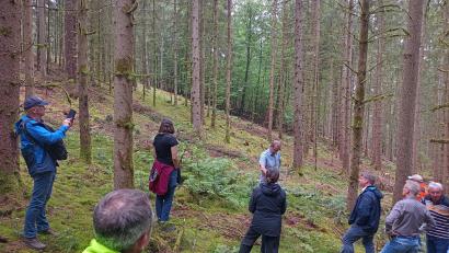 Bild: Hladik
Hier können neben jungen Buchen, Ebereschen oder Eichen auch junge Tannen ("Die Praline im Wald") überleben. Neben der gezielten Verjüngung der Fläche haben die Jäger auch den Beschuss des Rehwilds angepasst.