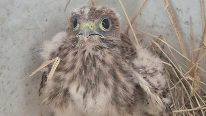 Bild: Feuerwehr Pfreimd
Dieses Turmfalken-Küken hat den Absturz aus 15 Meter Höhe überlebt und ist dank der Feuerwehr wohlbehalten zurück im Nest.