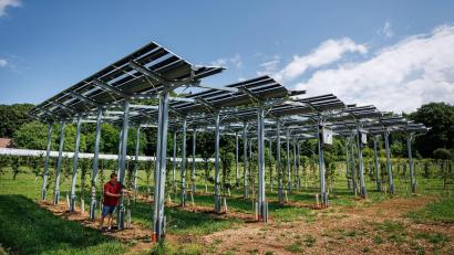 Bild: Daniel Karmann/dpa
Die Agri-PV-Anlage soll zeigen, wie Kirschbäume gedeihen und gleichzeitig Strom produziert werden kann.