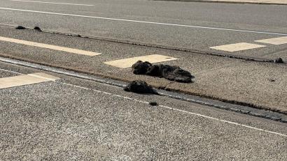 Bild: Irena Güttel/dpa
Die Hitze hatte den Straßenbelag an einigen Stellen aufgeweicht. (Archivbild)