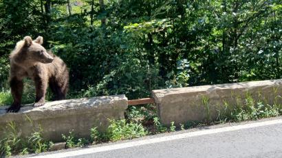 Bild: Kathrin Lauer/dpa
Ein Braunbär wurde bei Thiersee gesichtet. (Symbolbild)