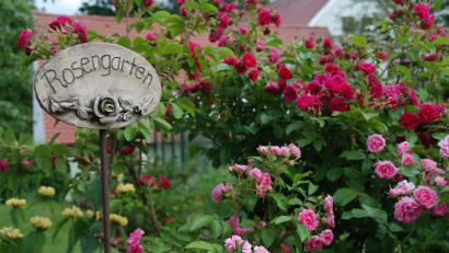 Bild: Gertraud Portner
Viele Rosen sind hitzetolerant und überstehen Trockenperioden meist gut. Für eine opulente zweite Blüte im Juli ist allerdings der Sommerschnitt entscheidend.