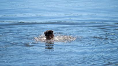 Bild: Pia Bayer/dpa
Wer Abkühlung am Wasser sucht, sollte möglichst nur an bewachten Badestellen schwimmen, seine Kräfte nicht überschätzen, auf Alkohol verzichten und Kinder immer im Auge behalten. (Archivbild)