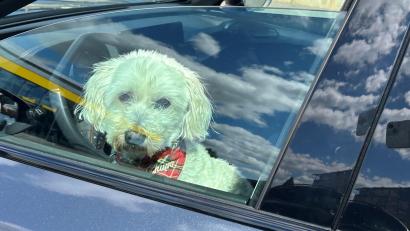 Bild: ck
Hunde bei brütender Hitze im Auto einzusperren, kann für das Tier verheerende Folgen haben.