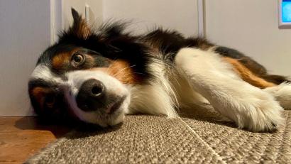 Bild: gri
Wenn es heiß wird, dann sind auch die Tiere geschlaucht. So eine Hitze macht diesem Australian Shepherd richtig zu schaffen.