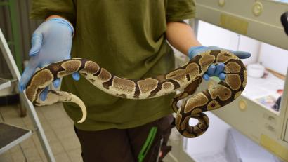 Bild: -/Auffangstation für Reptilien, München e.V./dpa
Die Schlangen gelten als friedlich.
