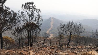 Bild: Álex Zea/EUROPA PRESS/dpa
Auch in den Vorjahren kam es in Andalusien immer wieder zu Waldbränden. (Archivbild)
