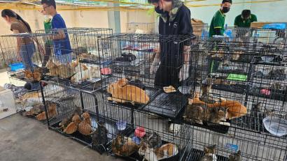 Bild: Phuong Tham / Humane World for Animals/dpa
Die beschlagnahmten Katzen haben seelisch und körperlich viel durchgemacht.