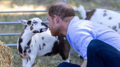 Bild: Heathcliff O'malley/Daily Telegraph/PA Wire/dpa
Prinz Harry suchte beim Ziegen-Yoga den intensiven Blickkontakt mit einem gehörnten Huftier.