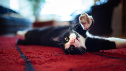 Symbolbild: agentur_dpa
Wenn die Katze beim Spielen ihre Krallen ausfährt ist Vorsicht geboten. Auch ein kleiner tiefer Kratzer könnte eine schwere Infektion auslösen. Eine Blutvergiftung ist zwar selten, aber möglich.