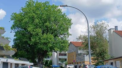 Bild: Thomas Penzkofer
Wegen Baumschnittarbeiten an dem Naturdenkmal ist die Jahnstraße in Amberg im Einmündungsbereich zur Theodor-Heuss-Straße ab Montag gesperrt.