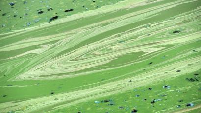 Bild: Uwe Zucchi/dpa
In Niederbayern erhärtet sich in der Region der Verdacht auf Blaualgen in der Donau. (Symbolbild)