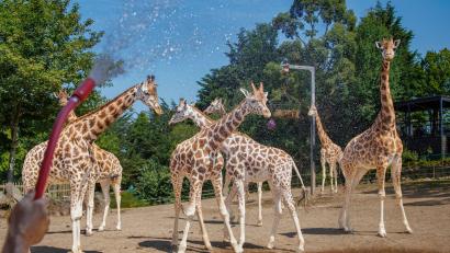Bild: Liam Mcburney/PA Wire/dpa
Belfast Zoo: Wassernebel kühlt Giraffen bei Hitze