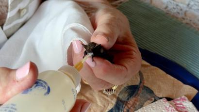 Bild: Gabi Schönberger
Aus der Flasche mit Pipette gibt es für Fledermaus Flodi Welpenmilch. Das Tier ist wohl fünf bis sechs Wochen alt.