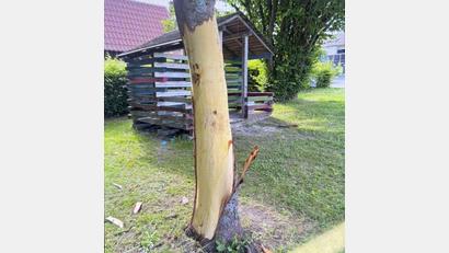 Bild: PI Wunsiedel
Unbekannte Täter entrinden eine Rosskastanie am Spielplatz in Nagel. Durch die massive Beschädigung ist der Baum nicht mehr überlebensfähig.