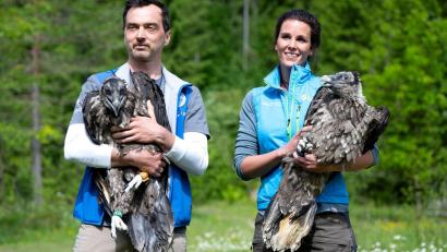 Bild: Sven Hoppe/dpa
Alljährlich werden im Nationalpark Berchtesgaden zwei junge Bartgeier ausgewildert. (Archiv)