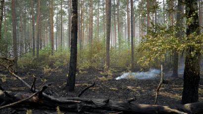Bild: Michael Ukas/dpa
Der Großbrand im Müritz-Nationalpark ist laut Schweriner Umweltministerium gelöscht.
