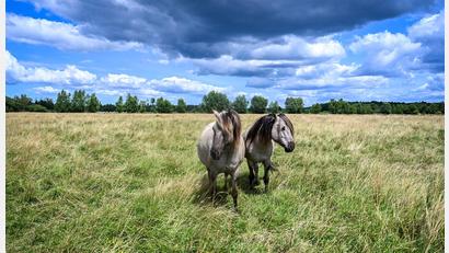 Bild: Jens Kalaene/dpa
Wildpferde der „Stiftung Liebenthaler Pferdeherde“ stehen auf einer Weide in Brandenburg