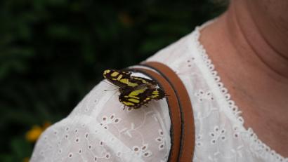 Bild: Leonie Pielenhofer
Saugen kann dieser Schmetterling nicht an den Blumen auf der Bluse. Auf der Schulter gemütlich gemacht hat er es sich trotzdem im Schmetterlingshaus der Gärtnerei Steinhilber in Neustadt/WN.