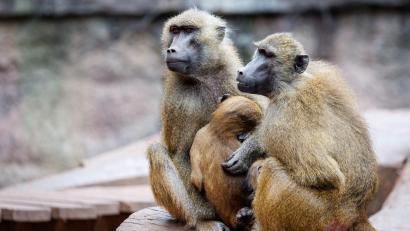 Bild: Daniel Karmann/dpa
Die Anlage ist laut dem Tiergarten für 25 Paviane plus Jungtiere ausgelegt. Im Juli 2025 lebten dort mehr als 40 Affen. (Archivbild)