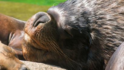 Bild: Peter Kneffel/dpa
Zuletzt lebten bei den Mähnenrobben nur noch ein Männchen und ein Weibchen im Münchner Tierpark. (Archivbild)