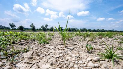 Bild: Armin Weigel/dpa
Ausgetrocknet ist eine Sandbank an der Niedrigwasser führenden Donau.