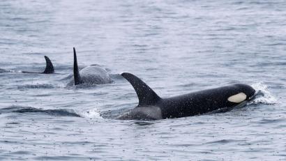 Bild: -/Kyodo/dpa
Orcas sind sehr soziale Tiere und jagen oft gemeinsam. (Archivbild)