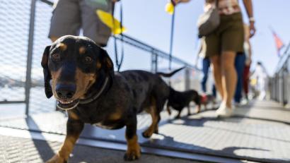 Bild: Salvatore Di Nolfi/KEYSTONE/dpa
Hundepinkeln ohne Nachspülen kann in Chiasso bald teuer werden. (Symbolbild)