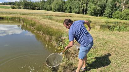 Bild: lue
Mit einem Kescher bewaffnet holt Fischwirtschaftsmeister Klaus Bächer aus Muckenthal bei Wiesau junge Karpfen aus einem seiner Teiche.
