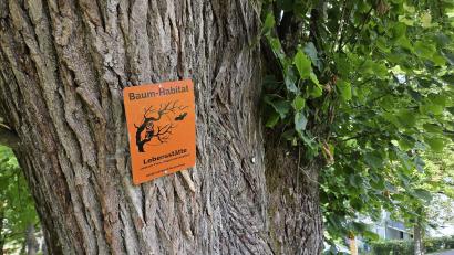 Bild: Tobias Gräf
Die rund 250 Jahre alten Bäume der Allee auf dem Wall haben mächtige Stämme mit gewaltigem Durchmesser. Sie dienen als Lebensstätte für Vögel, Insekten und andere Tiere.