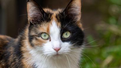 Bild: Stefan Sauer/dpa
Einer Katze wurde ein Hakenkreuz ans Ohr gekritzelt. (Symbolbild)